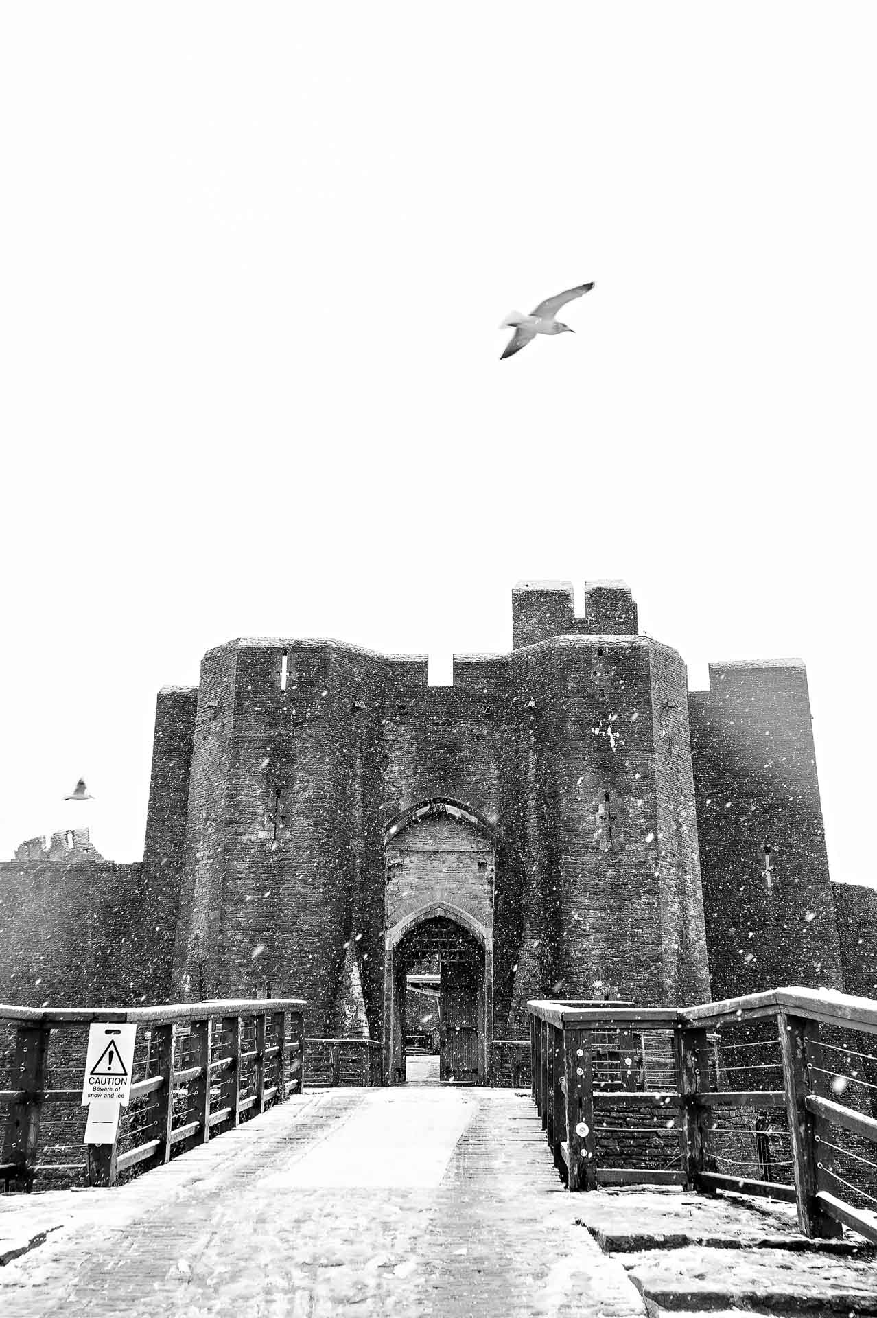 Seagulls Flying Above the Gate of Caerphilly Castle in the Snow.